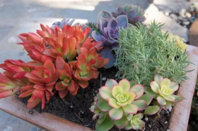 La Loma Development Company - Landscape Design in Pasadena, CA