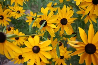 Formecology, LLC - Drought-Resistant Lawn Installation in Madison, WI