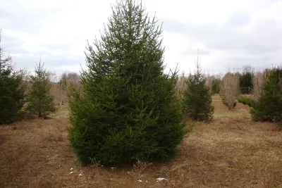 Fredrickson Landscaping - Outdoor Lighting Installation in Long Valley, NJ