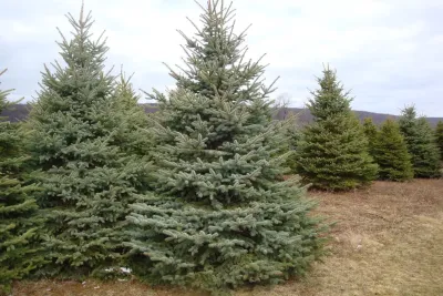 Fredrickson Landscaping - Outdoor Lighting Installation in Long Valley, NJ