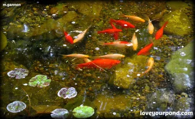 Full Service Aquatics LLC. - Patio Design & Installation in Summit, NJ