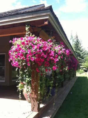 Container Gardens — Landscape Construction project by Garden Creations, Inc.