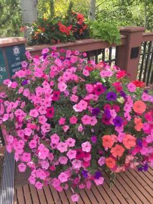 Garden Creations, Inc. - Landscape Maintenance in Avon, CO