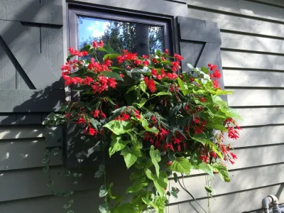 Window Boxes — Landscape Construction project by Garden Creations, Inc.
