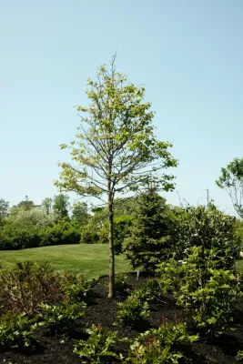 Garden Guys Landscaping - Garden Remodeling in Cape Elizabeth, ME