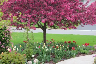 Garden Stories - Tree Planting & Transplanting in Apple Valley, CA