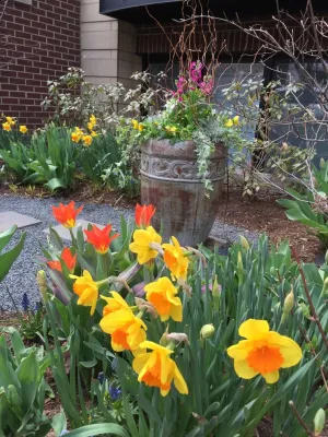 Chicago - Spring annuals 2016 — Landscape Design project by Brent Riechers Landscape (BRL LANDesign)