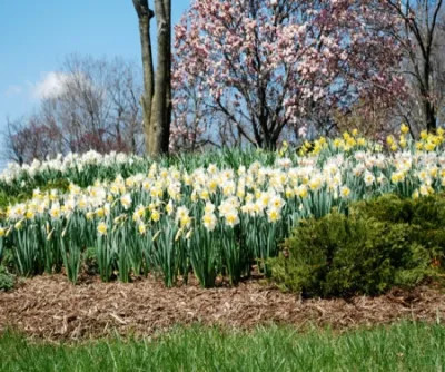 Planting Design and Installation — Landscape Construction project by GardenArt in West Lafayette