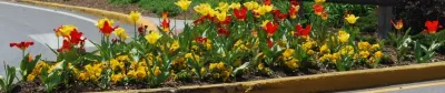 Flowering Bulbs -- Tulips — Landscape Construction project by GardenArt in West Lafayette