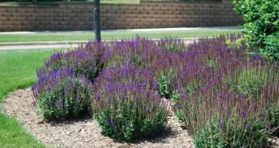Plant of the Week by GardenArt — Landscape Construction project by GardenArt