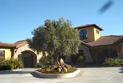 Specimen Trees & Ancient Olives — Landscape Construction project by Gardens Of The Wine Country