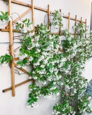 Lattice & Vines by Grayscape Landscape & Design LLC