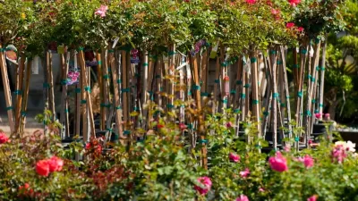 Green Landscape Nursery - Landscape Construction in Santa Clarita, CA