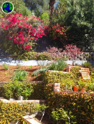Drought Tolerant-Hillside — Landscape Construction project by Green Republic Landscapes Inc. in Los Angeles