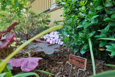 Backyard Retreat — Landscape Design project by Britney O'Donnell Garden Design