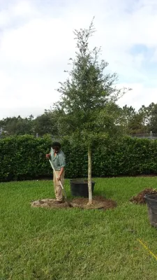 Greenleaf Landscape Maintenance, Inc - Irrigation System Repair in Orlando, FL