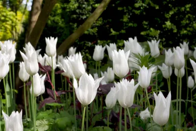 Tulip Residence — Landscape Design project by Broadhurst + Associates