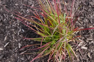 Groundscapes, Inc. - Landscape Maintenance in Valley, NE