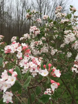 Guardian Scapes Inc - Tree & Shrub Care in Bloomsburg, PA