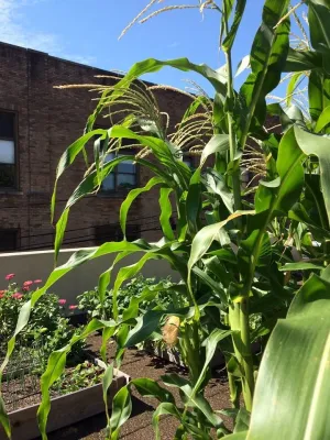 City Rooftop Vegetable Garden — Landscape Construction project by Hanselman Landscape And Gardens in Harrisburg
