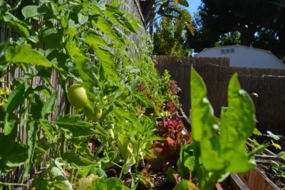 Harvest to Home Vegetable & Herb Garden Service - Tree & Shrub Care in Costa Mesa, CA