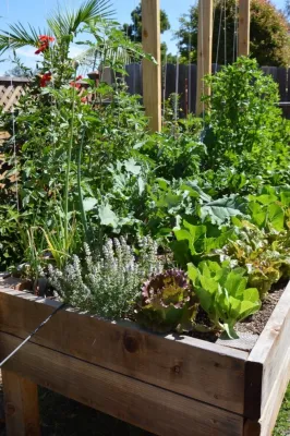 Harvest to Home Vegetable & Herb Garden Service - Tree & Shrub Care in Costa Mesa, CA