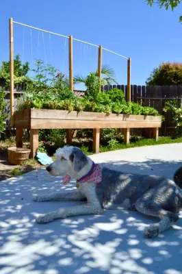 Harvest to Home Vegetable & Herb Garden Service - Tree & Shrub Care in Costa Mesa, CA