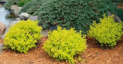 Heidrich Landscaping - Seasonal Yard Cleaning in Coram, NY