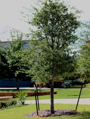 Highland Landscaping LLC - Landscape Maintenance in Southlake, TX