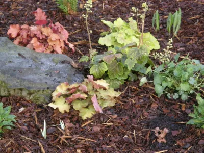 Hoaglandscape - Garden Remodeling in Belmont, NC