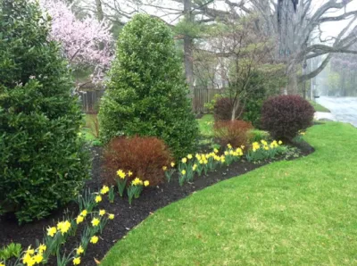 Privacy Screenings — Landscape Construction project by Holly Days Nursery & Landscaping in Ambler