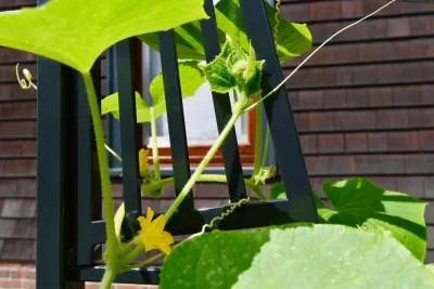 HomeHarvest - Edible Landscapes and Construction - Tree Planting & Transplanting in Arlington, MA