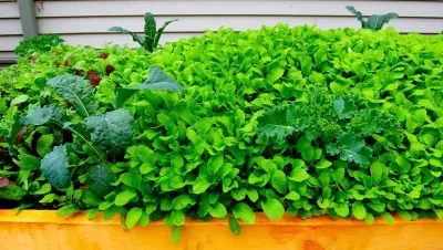 HomeHarvest - Edible Landscapes and Construction - Tree Planting & Transplanting in Arlington, MA
