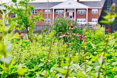 HomeHarvest - Edible Landscapes and Construction - Tree Planting & Transplanting in Arlington, MA