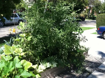 Hope Gardens - Tree Planting & Transplanting in Chatsworth, CA