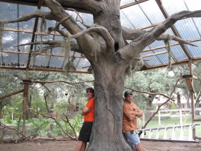 Artifical Dead Oak Trees in Private Bird Aviary — Landscape Construction project by IDigPonds.com & Desired Landscapes LLC