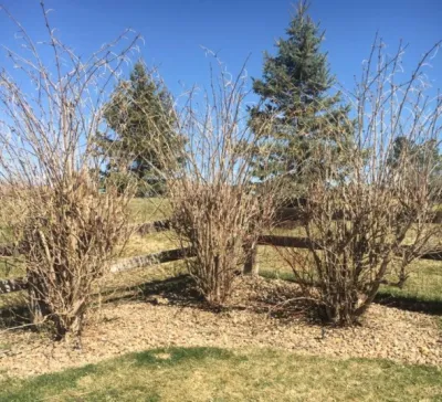 John's Lawns and More - Lawn Care & Mowing in Parker, CO