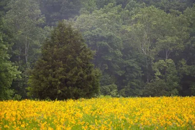 JW Townsend Inc. - Leaf Removal & Cleanup in Charlottesville, VA