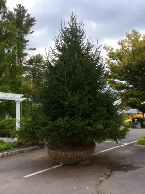 16-18' Norway Spruce Planting - The Lewis School — Landscape Construction project by Kale's Nursery & Lands