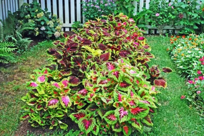 Kevin Catalano Gardening & Design - Tree & Shrub Care in Greenwich, CT