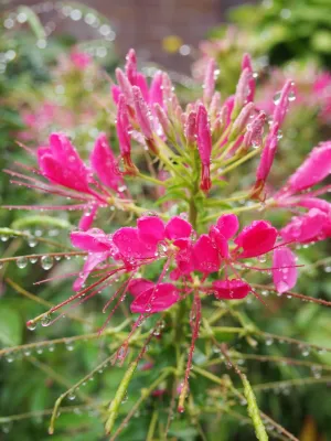 A 'Splash' of Color — Landscape Construction project by Kinghorn Gardens in Omaha