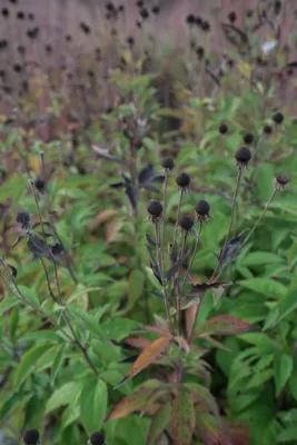 Bring Nature Near: National Park Service — Landscape Construction project by Kinghorn Gardens