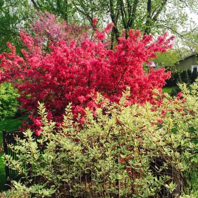 Koreman Landscape Company - Landscape Maintenance in Frankfort, IL