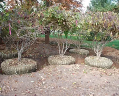 Landscape Associates Inc. - Tree Planting & Transplanting in Aldie, VA