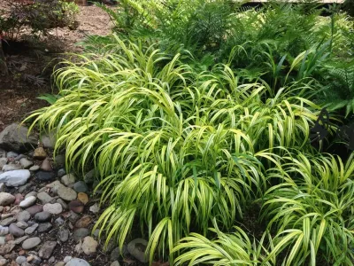 Textural Woodland Glade — Landscape Construction project by Landscape Design Associates