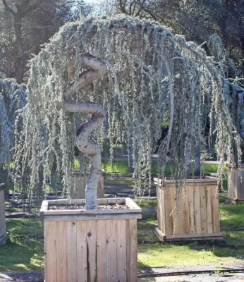 Bushnell Gardens & Landscape - Tree Planting & Transplanting in Granite Bay, CA