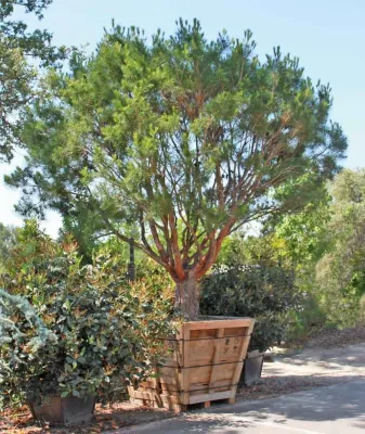 Specimen Plants — Landscape Design project by Bushnell Gardens & Landscape in Granite Bay