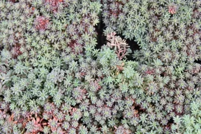 Succulents & Cactus — Landscape Design project by Bushnell Gardens & Landscape in Granite Bay