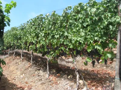 Malibu Rocky Oaks Estate Vineyards — Landscape Construction project by Landscapes By Jeffery, Inc.