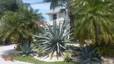 C's Designer Landscaping - Landscape Maintenance in Hallandale, FL